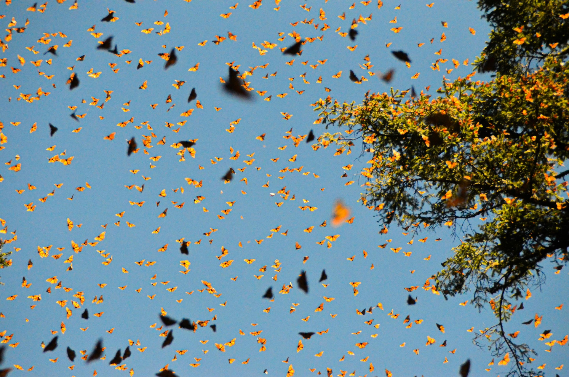 butterflies in the sky